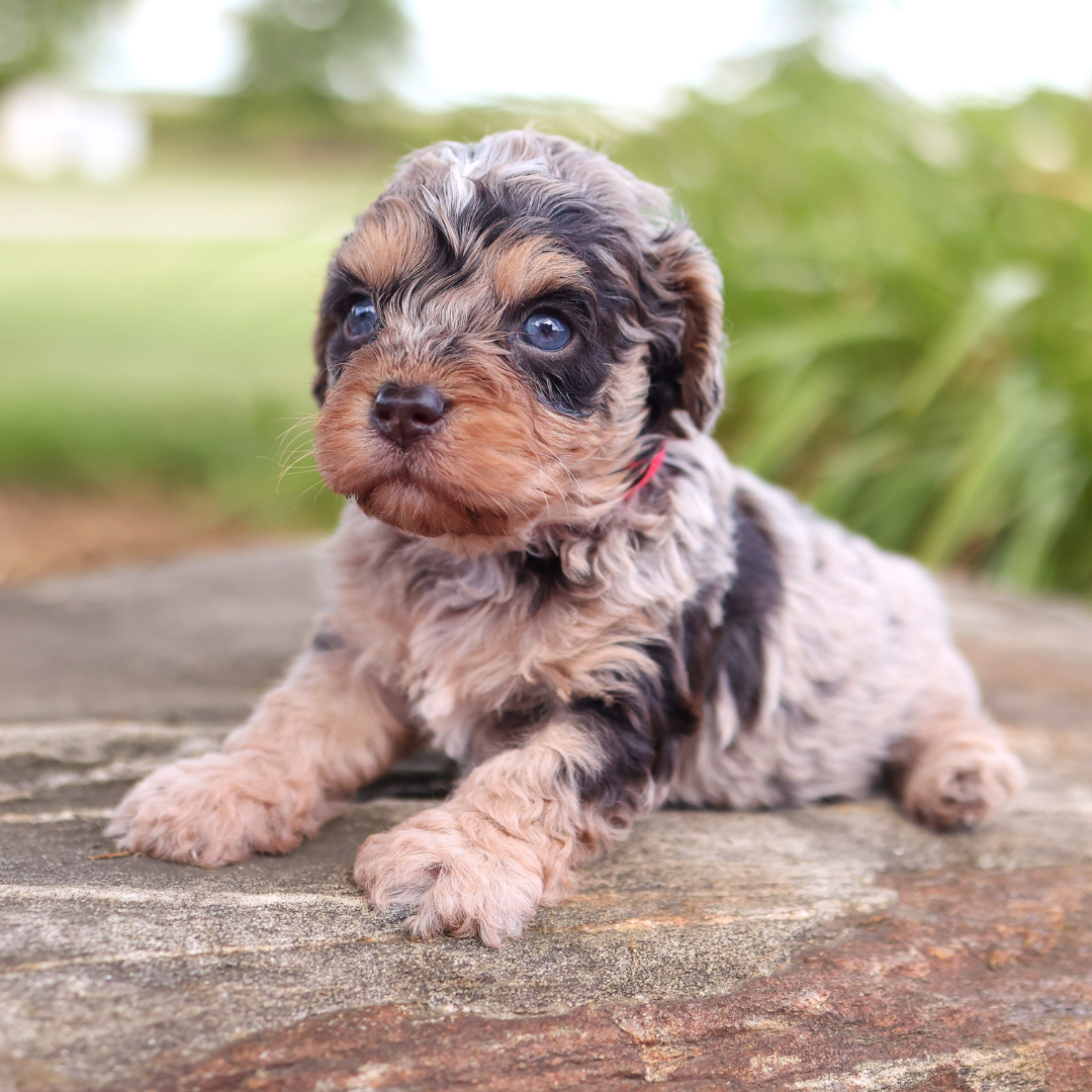 cavapoo-puppies