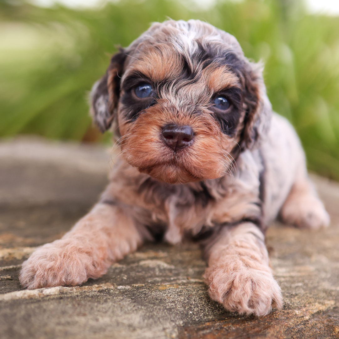 cavapoo-puppies