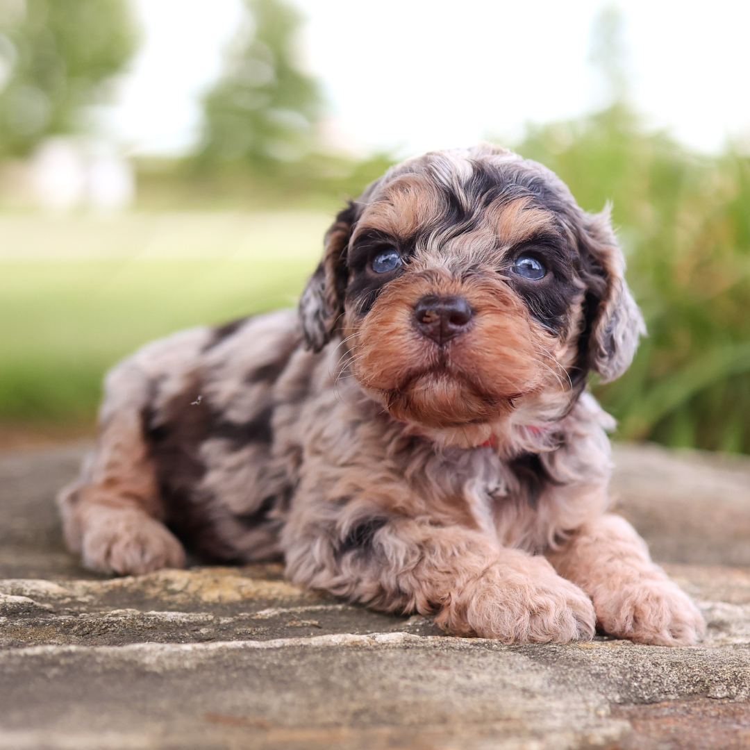 cavapoo-puppies