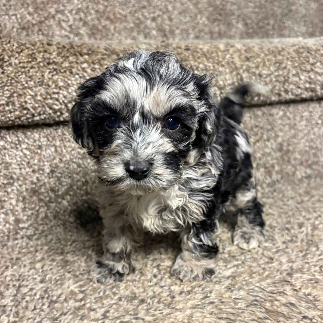 Blue-Merle-Cavapoo