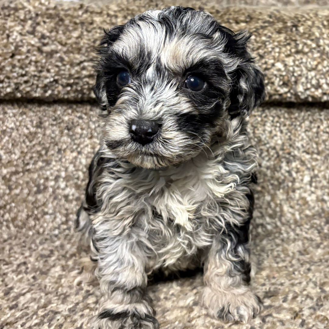 Blue-Merle-Cavapoo
