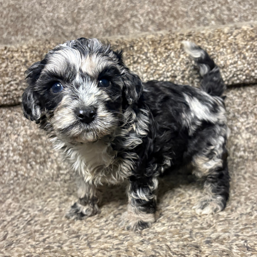 Blue-Merle-Cavapoo