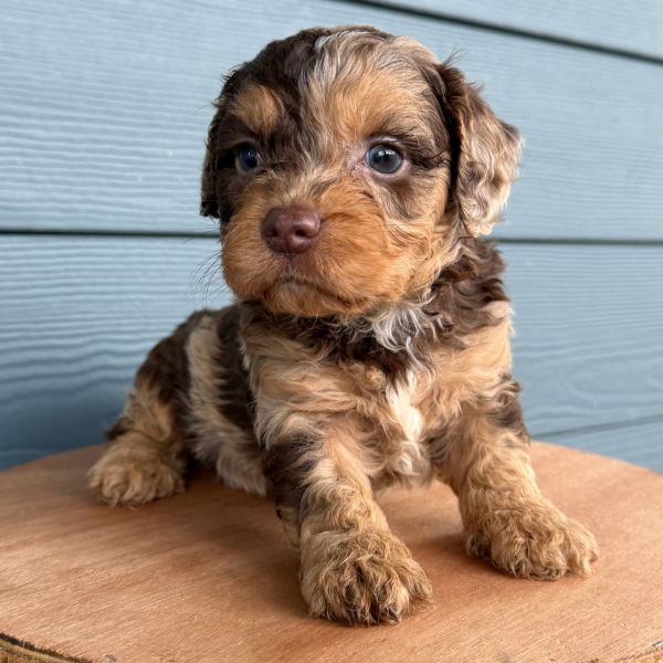 Chocolate-Merle-Cavapoo