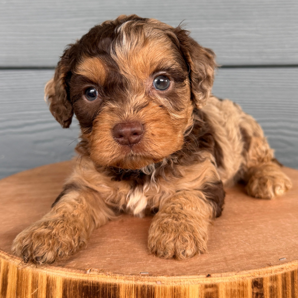 Chocolate-Merle-Cavapoo
