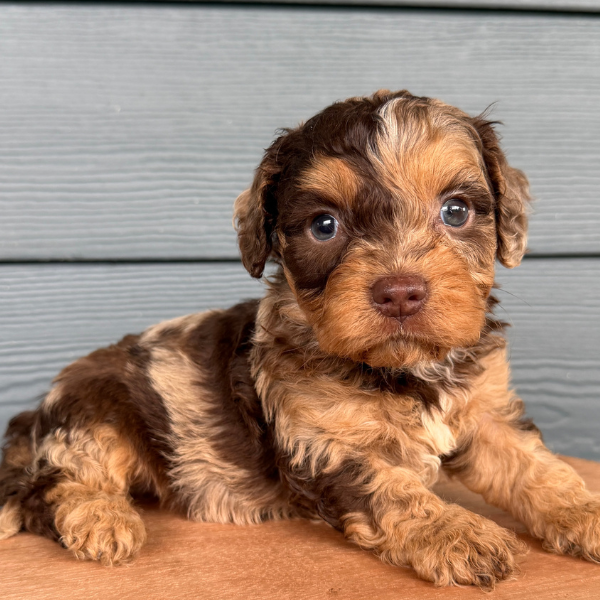 Chocolate-Merle-Cavapoo