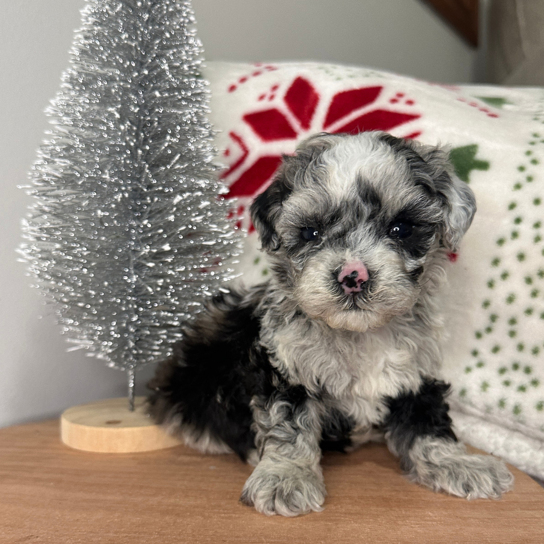 Blue-Merle-Cavapoo-Breeder