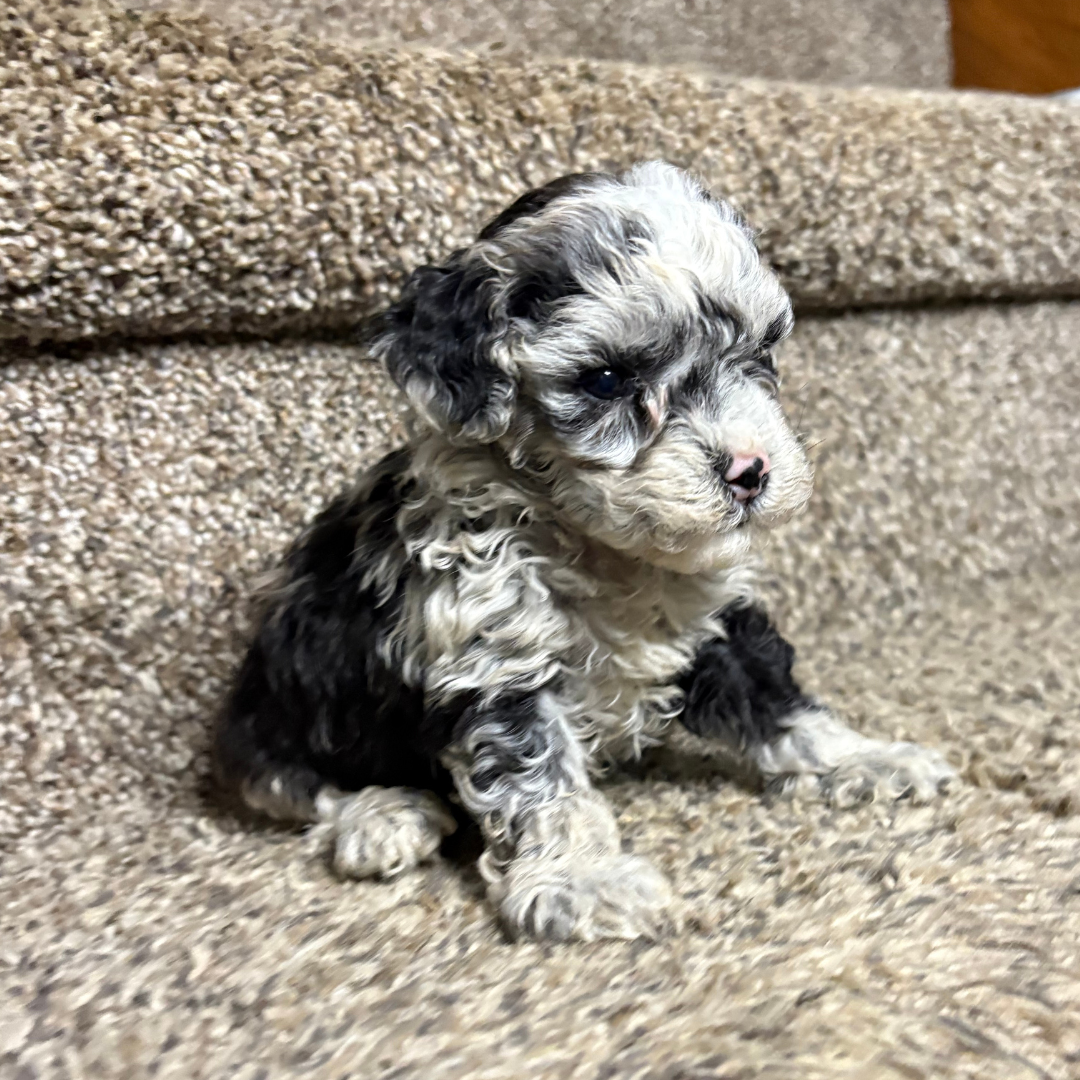 Blue-Merle-Cavapoo-Breeder