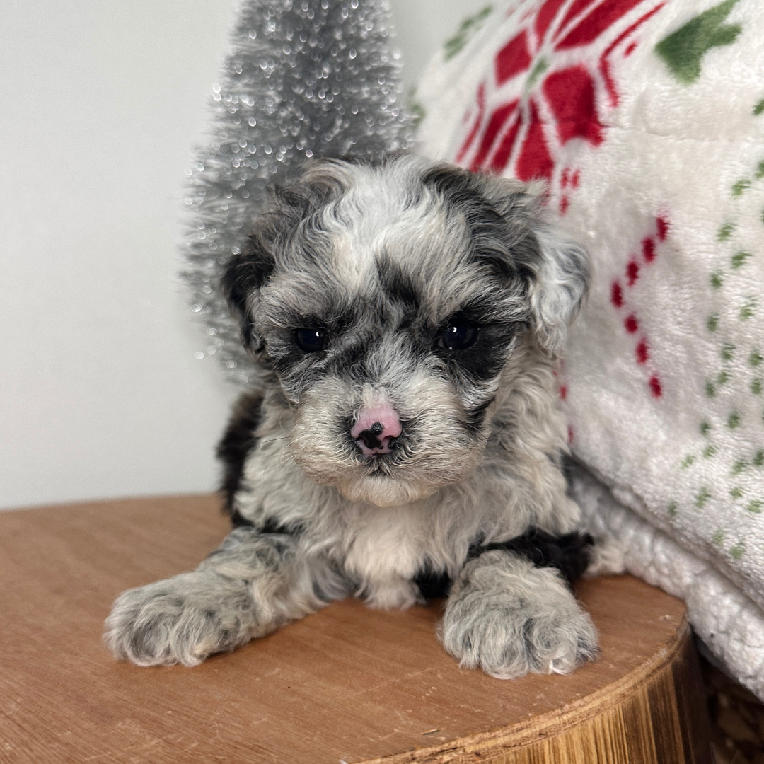 Blue-Merle-Cavapoo-Breeder