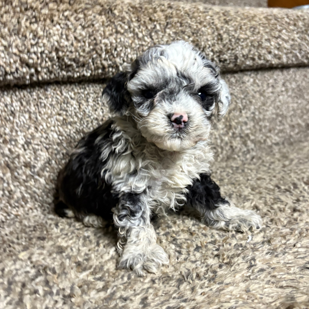Blue-Merle-Cavapoo-Breeder