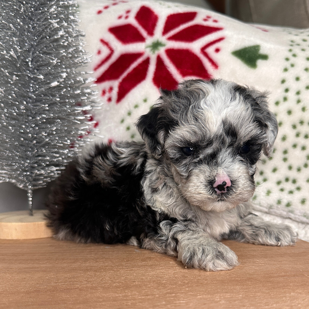 Blue-Merle-Cavapoo-Breeder