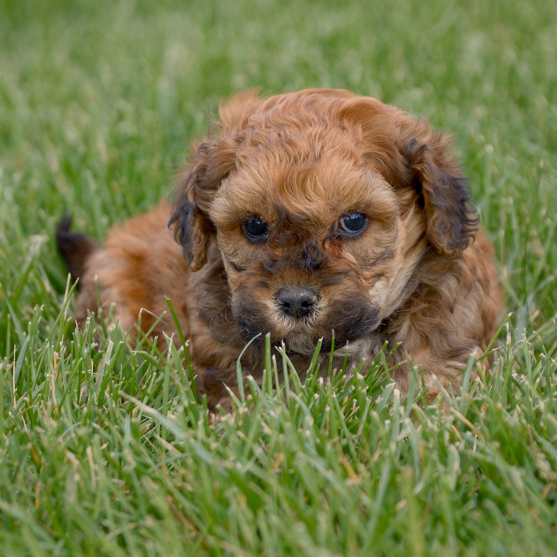 F1B-Mini-Goldendoodles