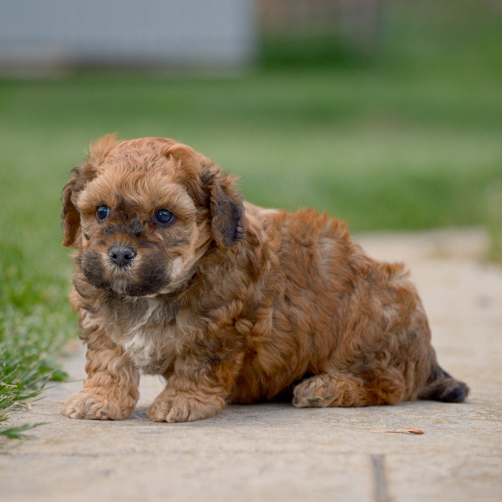 F1B-Mini-Goldendoodles