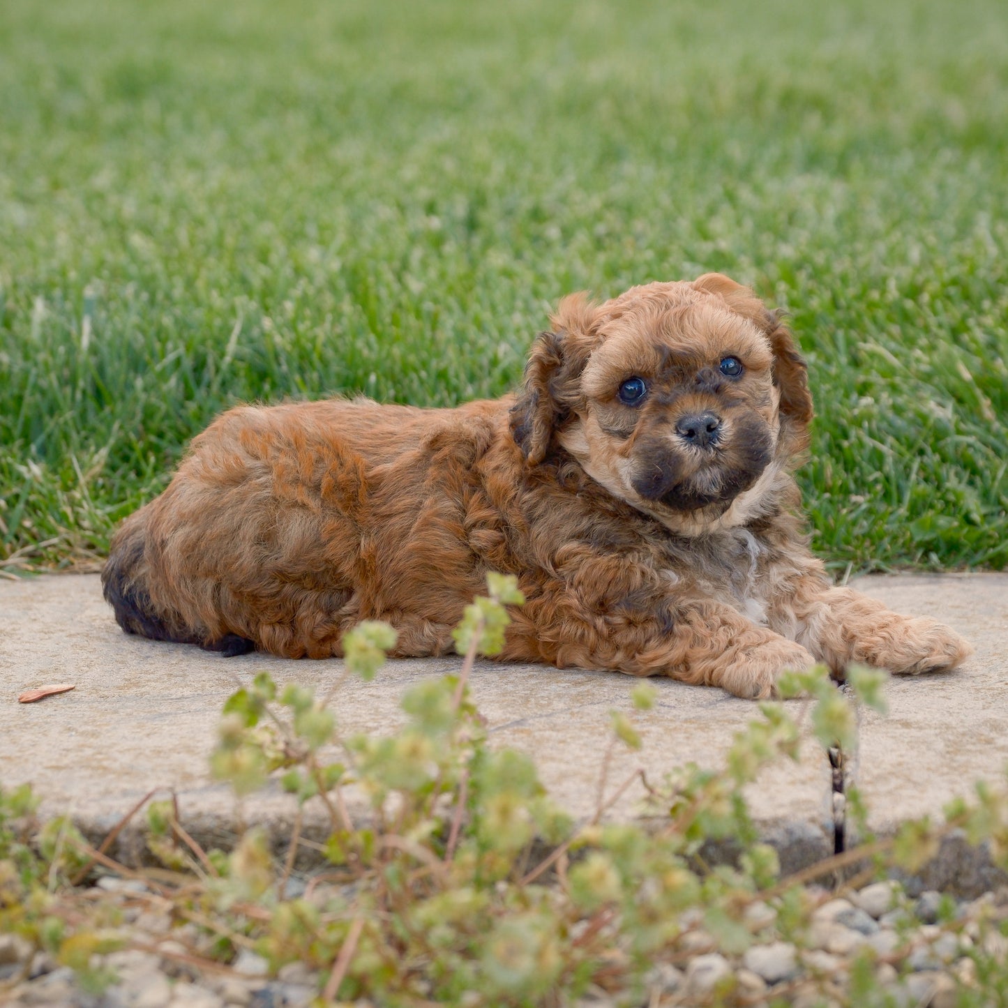 F1B-Mini-Goldendoodles