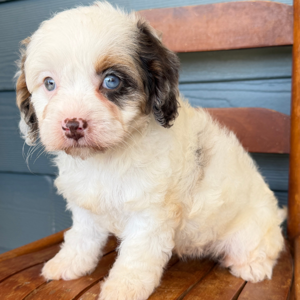 Cavapoo-Pup