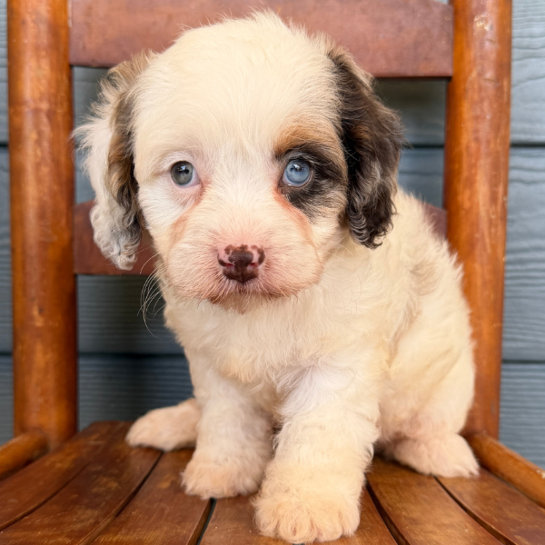 Cavapoo-Pup
