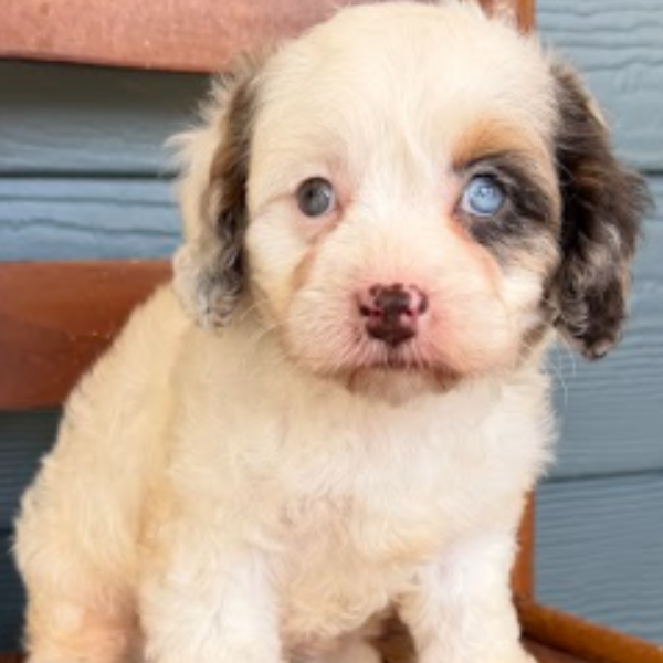 Cavapoo-Pup