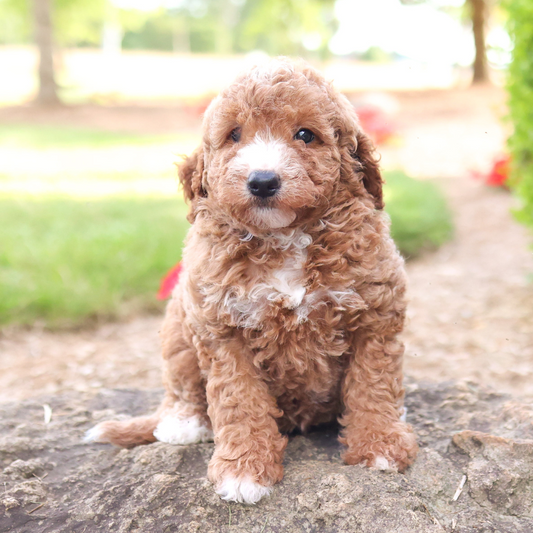 F1B-Mini-Goldendoodles