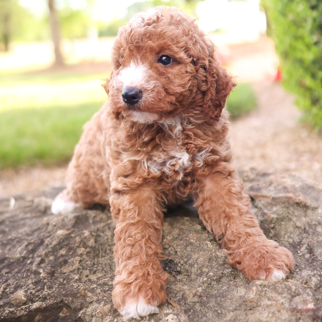 F1B-Mini-Goldendoodles