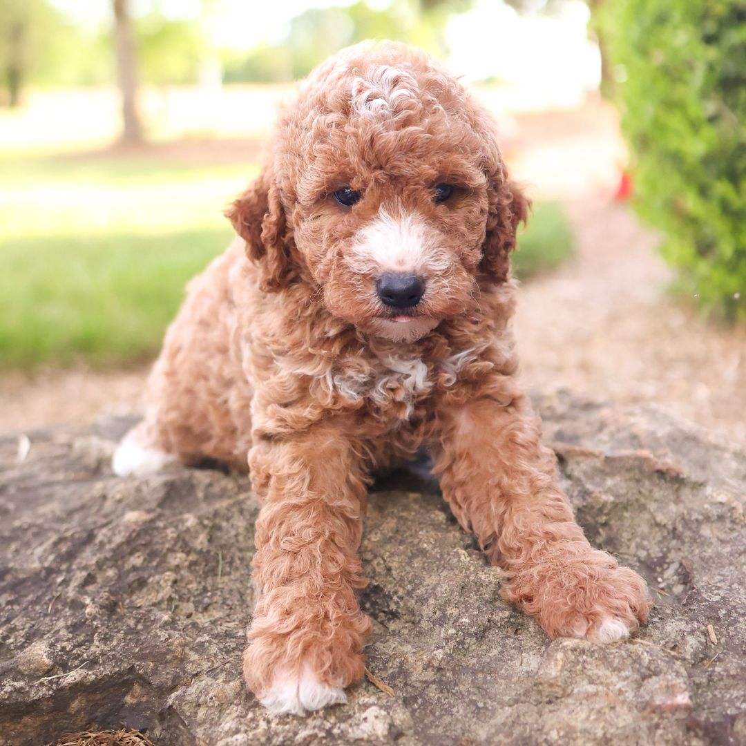 F1B-Mini-Goldendoodles