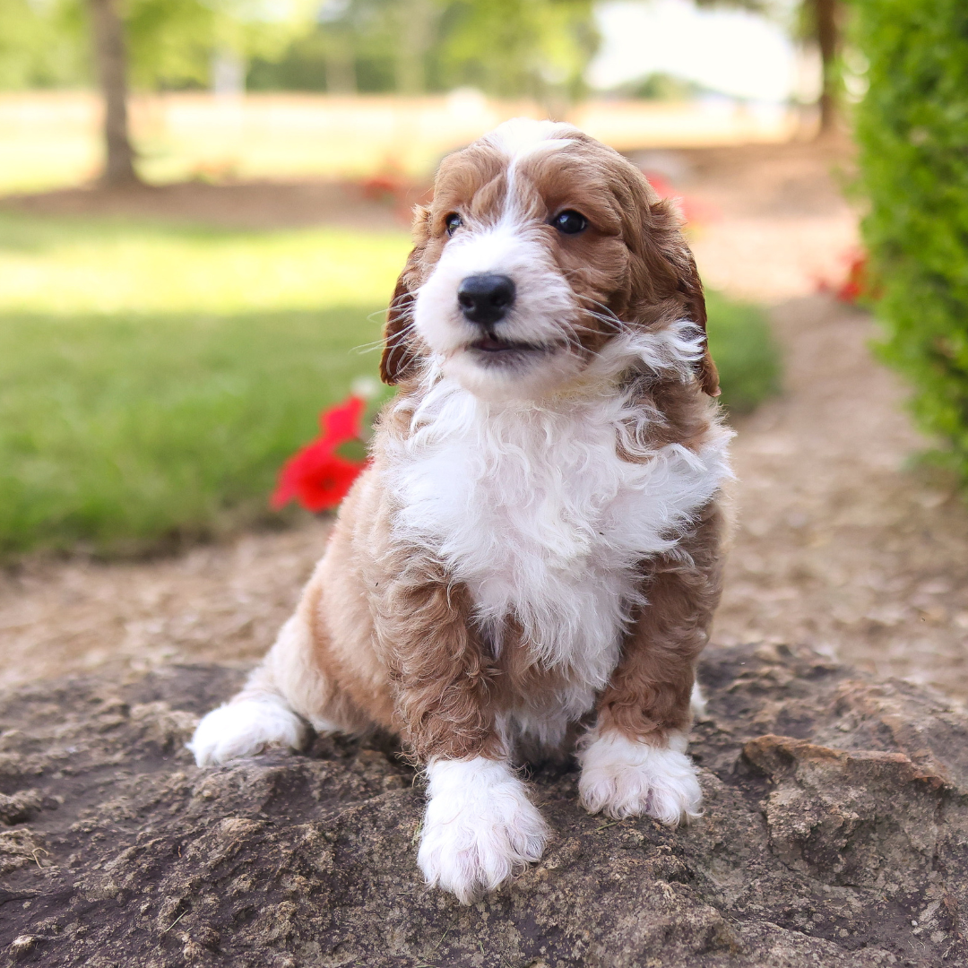 F1B-Mini-Goldendoodles