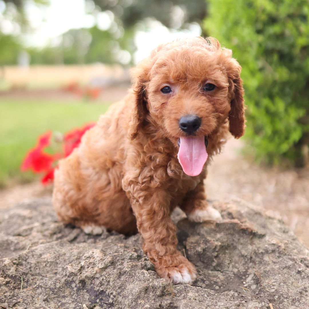 F1B-Mini-Goldendoodles