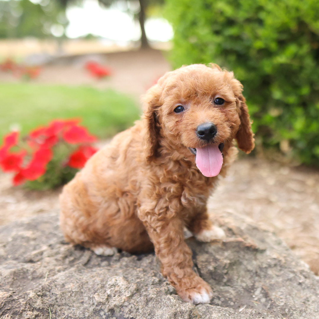 F1B-Mini-Goldendoodles