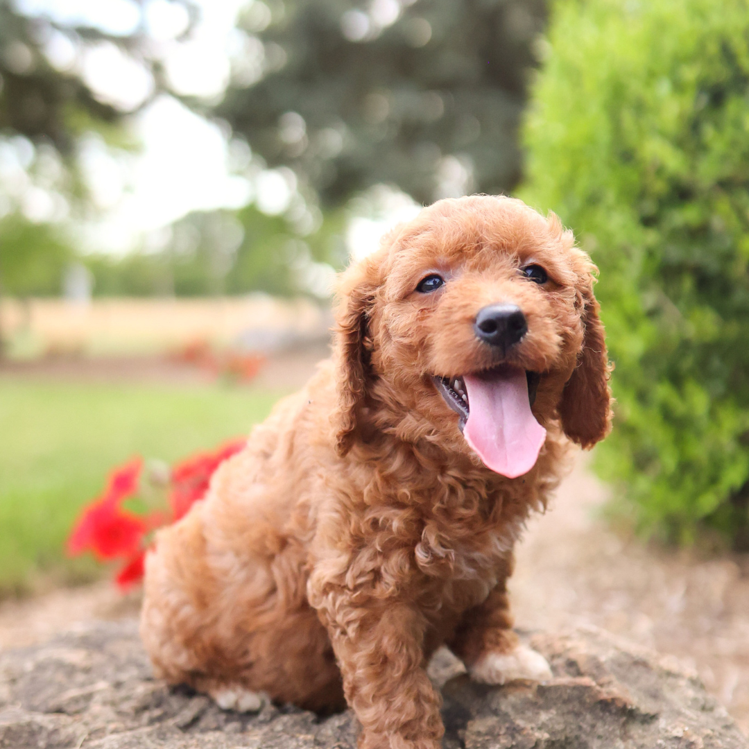 F1B-Mini-Goldendoodles