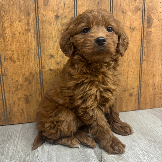 Micro-Goldendoodle-Puppy