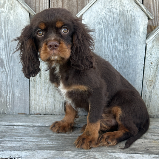 Chocolate-Cavalier