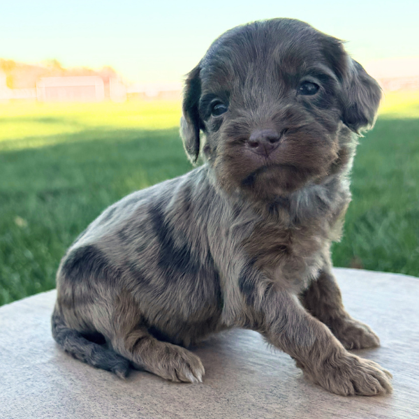 Chocolate-Merle-Cavapoo