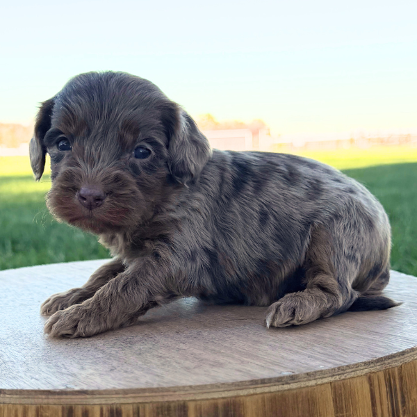 Chocolate-Merle-Cavapoo