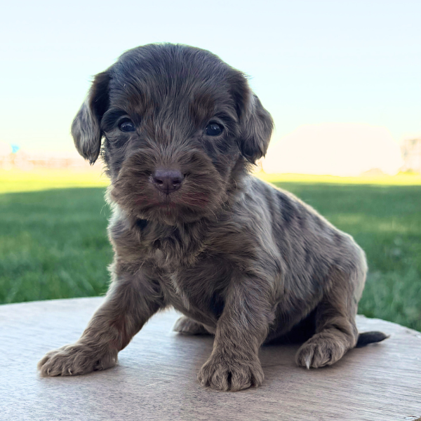 Chocolate-Merle-Cavapoo