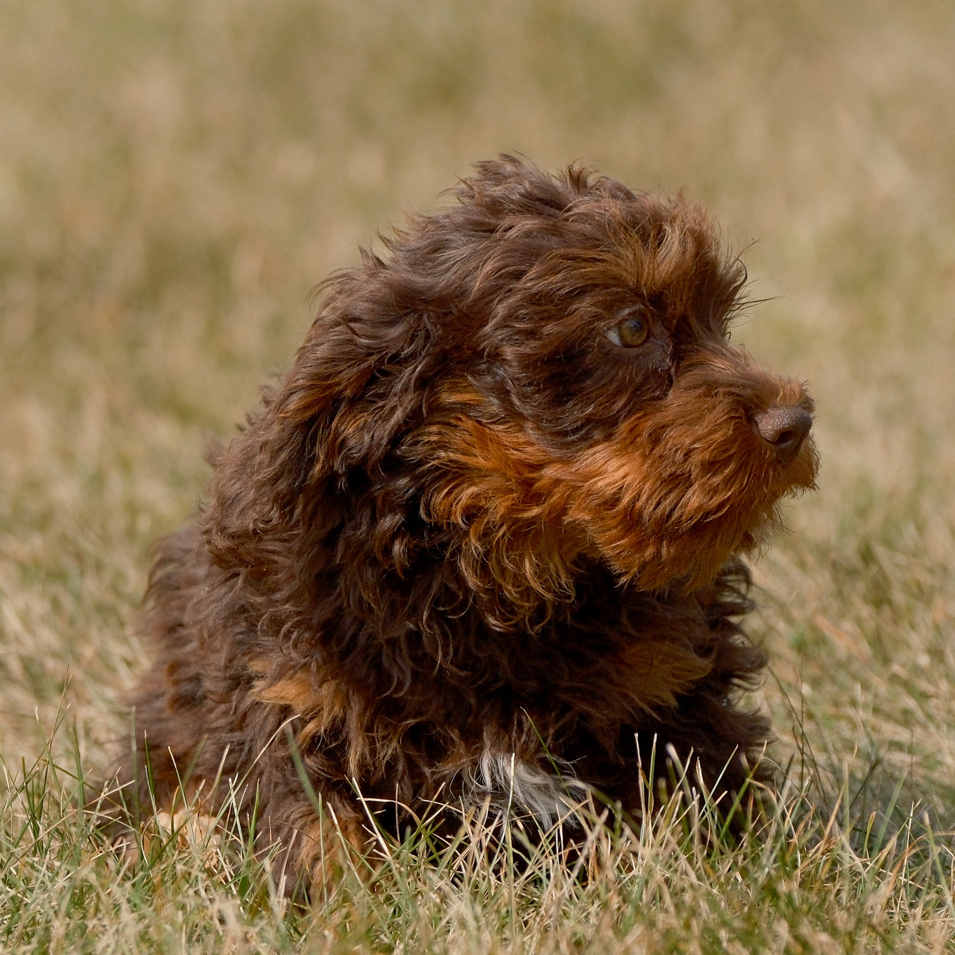 Cavapoo-Puppies