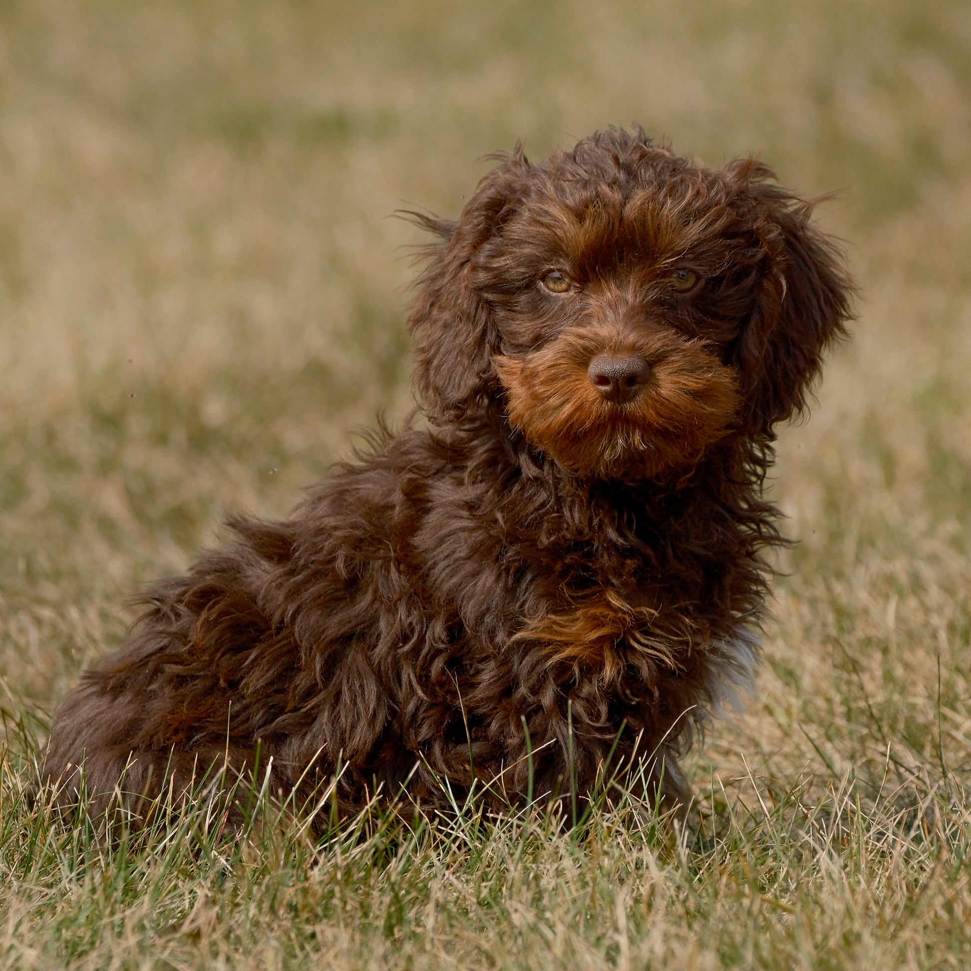 Cavapoo-Puppies