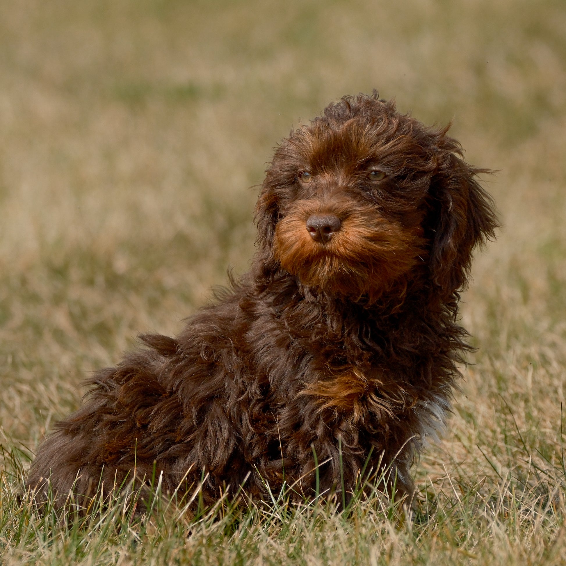 Cavapoo-Puppies