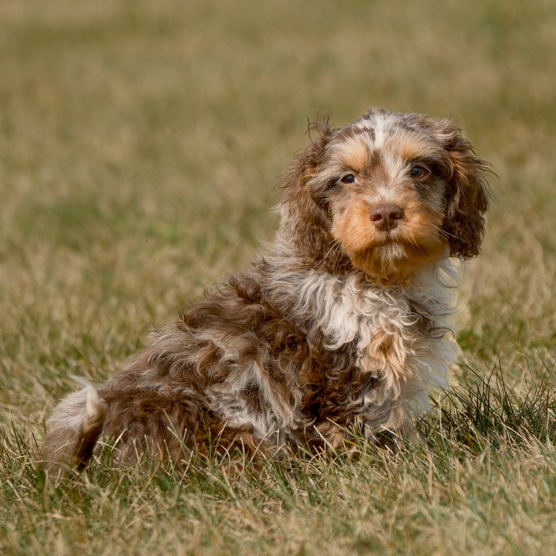 Cavapoo-Puppies