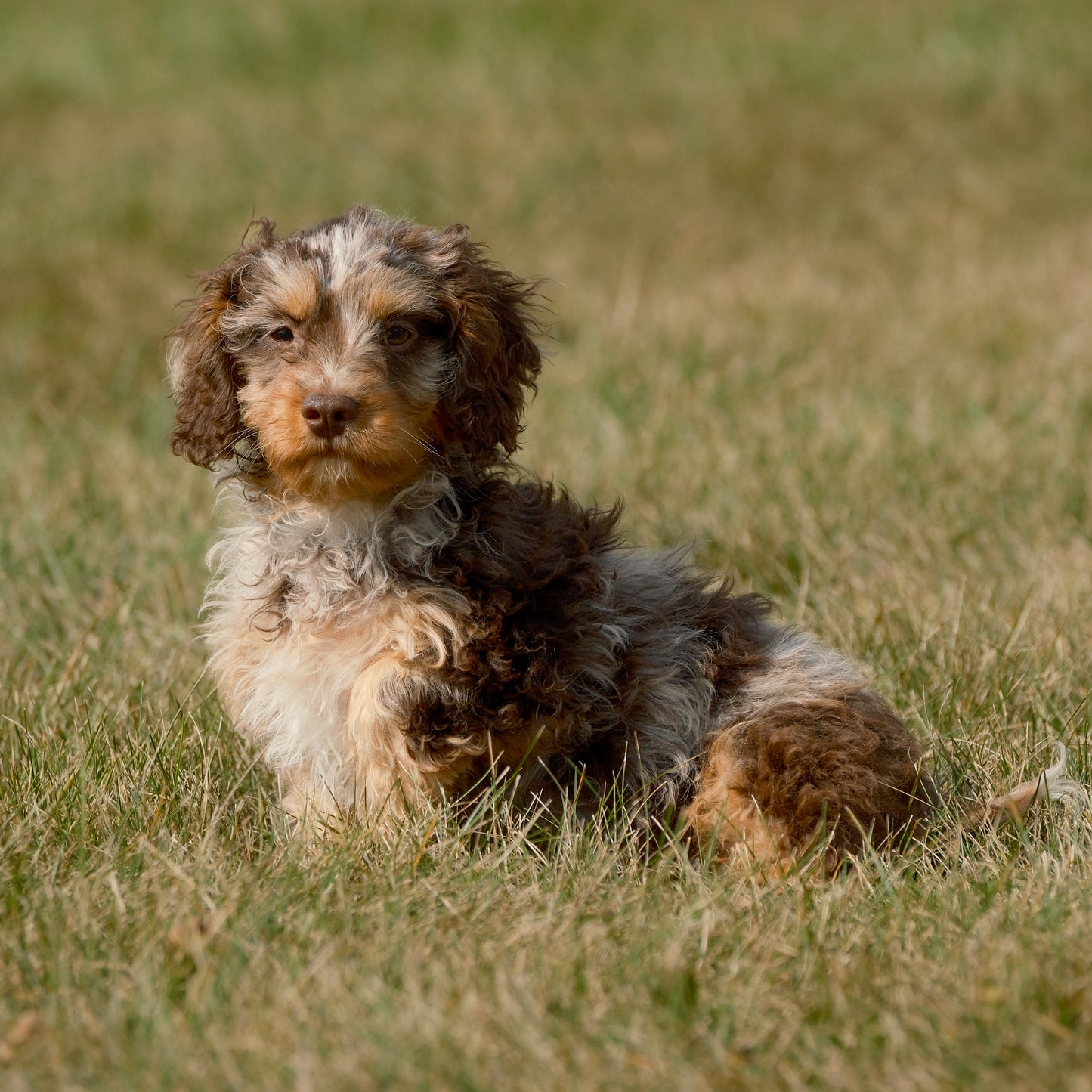 Cavapoo-Puppies