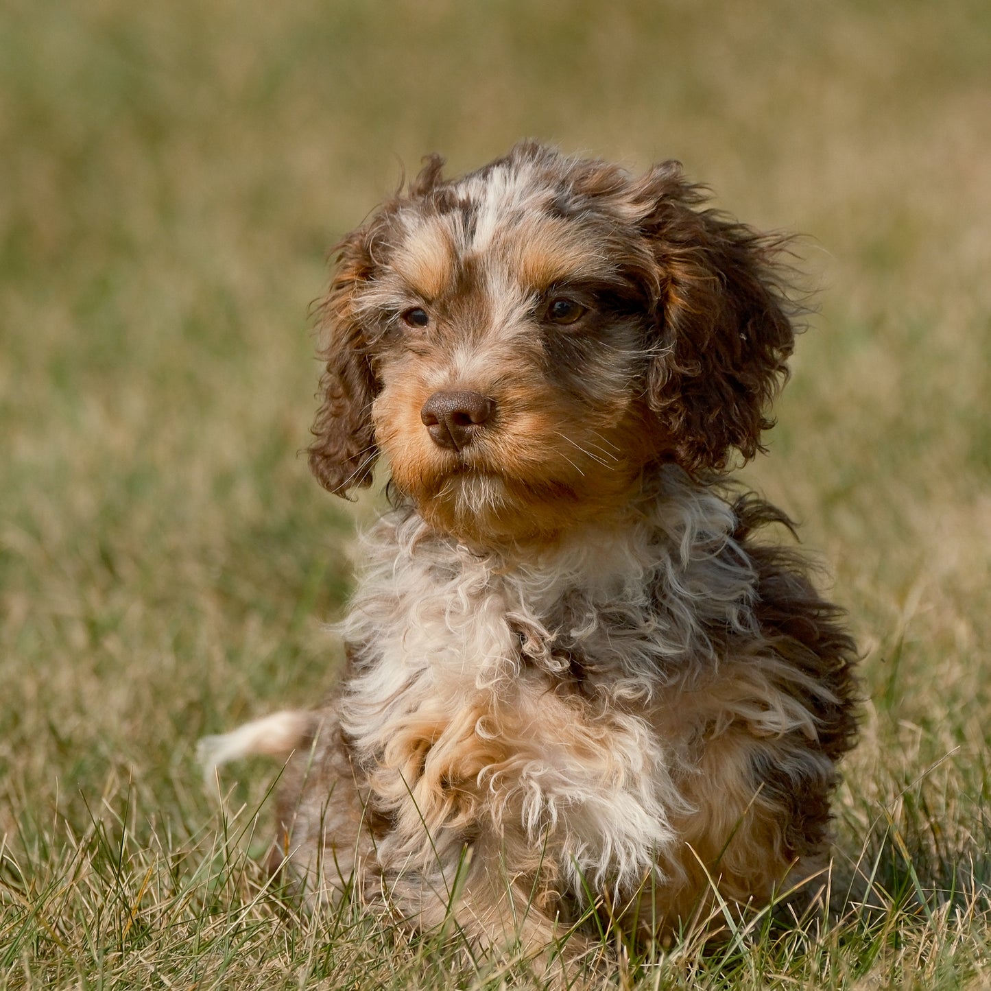 Cavapoo-Puppies