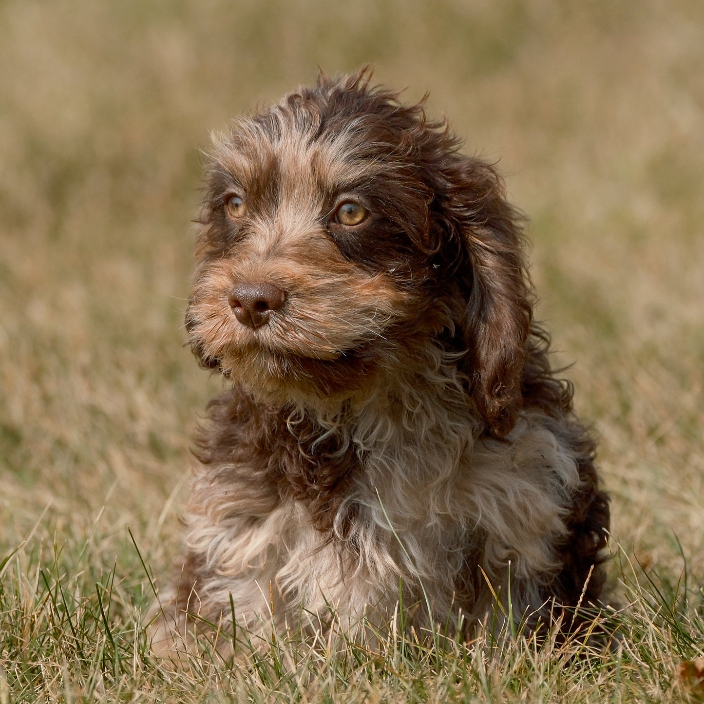 Cavapoo-Puppies