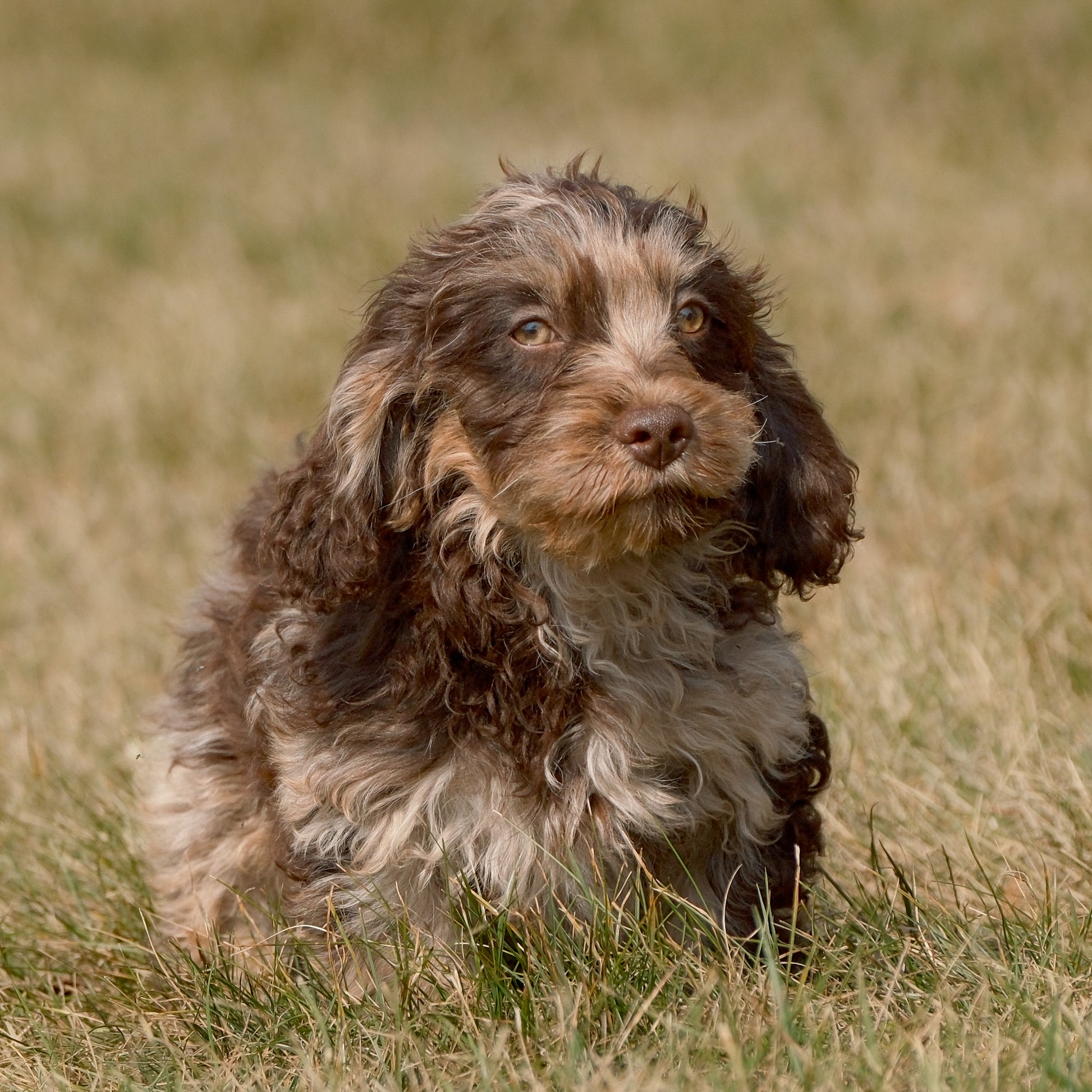 Cavapoo-Puppies