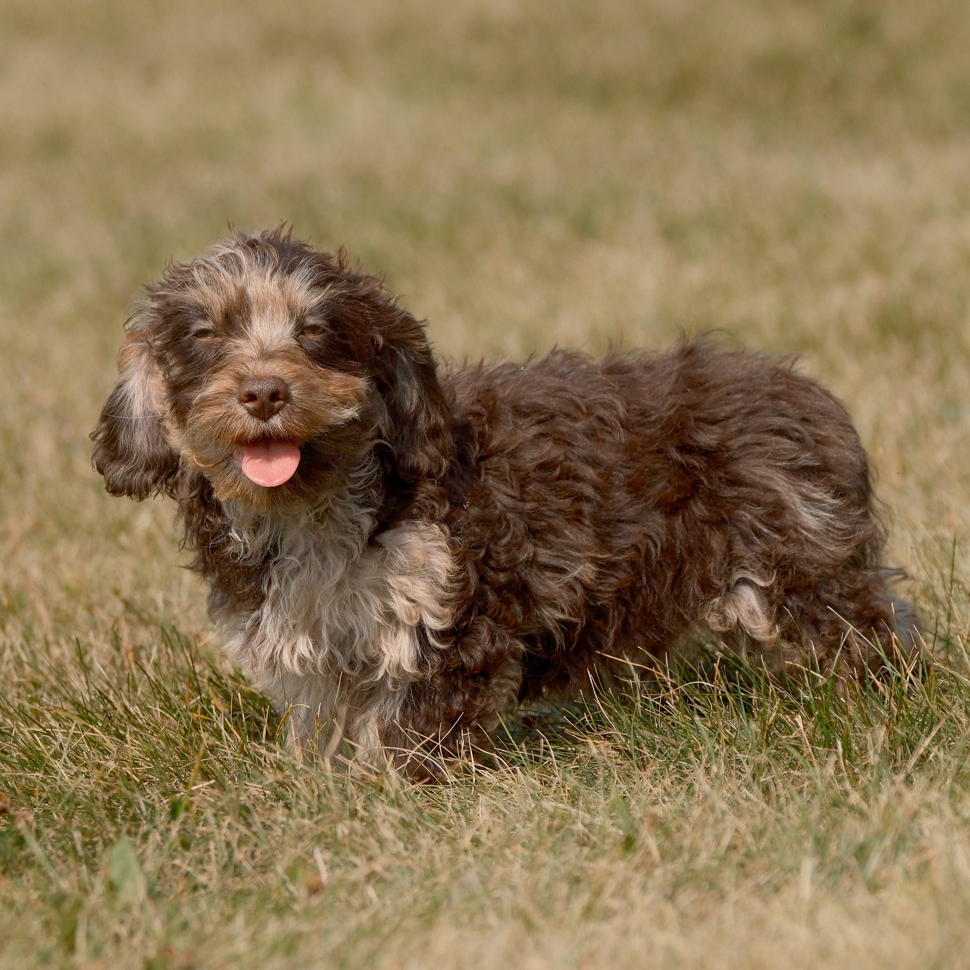 Cavapoo-Puppies