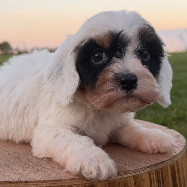 Cavapoo-Breeder