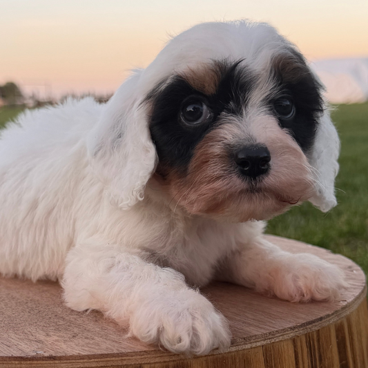 Cavapoo-Breeder