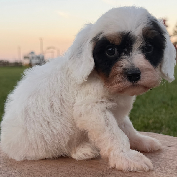 Cavapoo-Breeder
