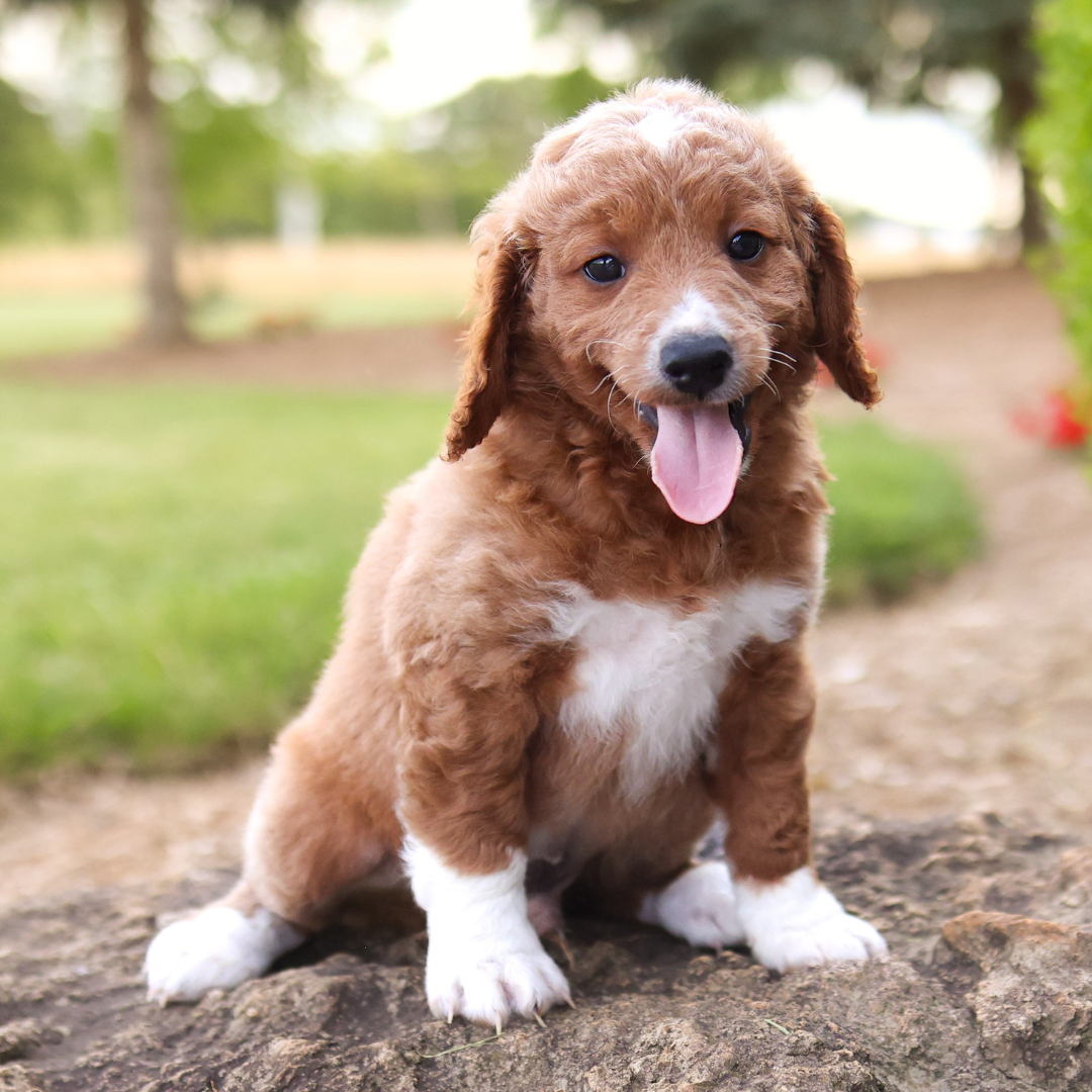 F1B-Mini-Goldendoodles