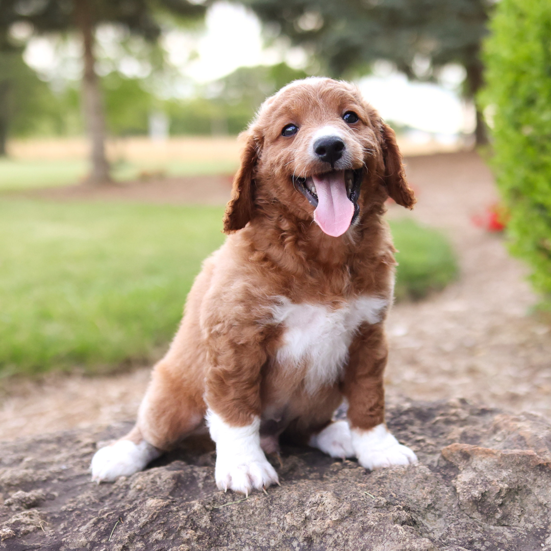 F1B-Mini-Goldendoodles