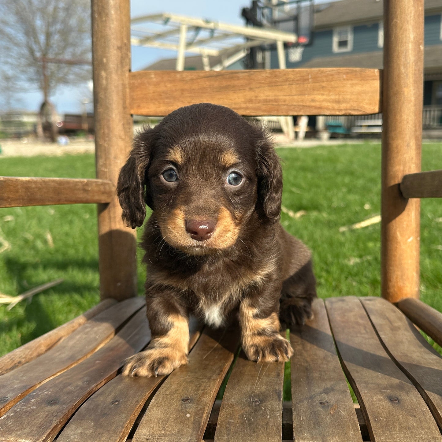 Dachshund-Puppy-For-Sale
