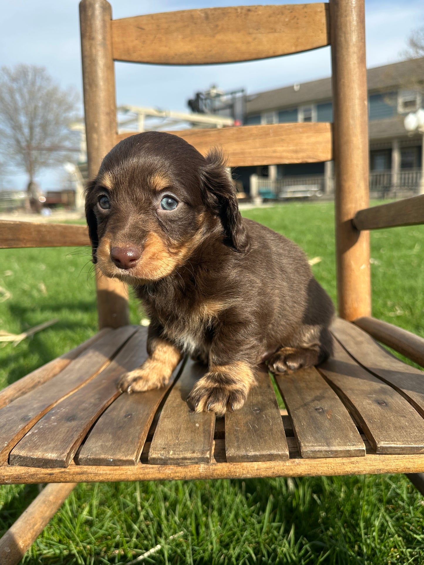 Dachshund-Puppy-For-Sale