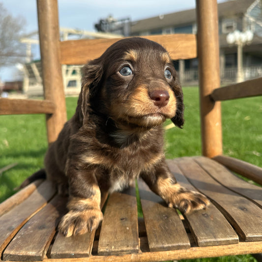 Dachshund-Puppy-For-Sale