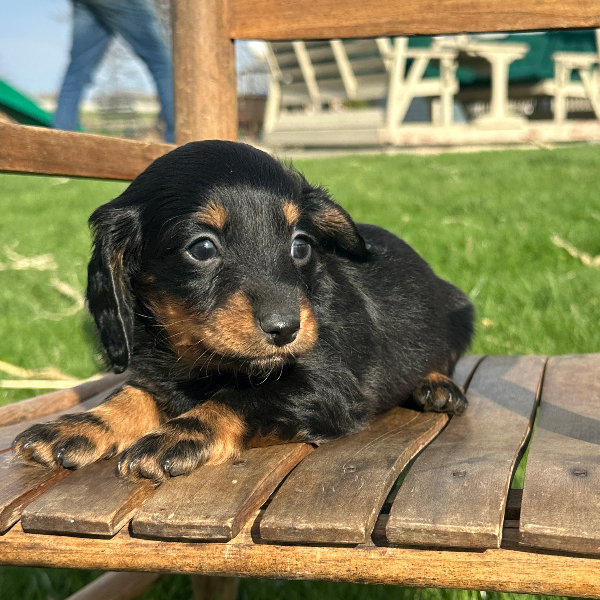 Dachshund-Puppy-For-Sale